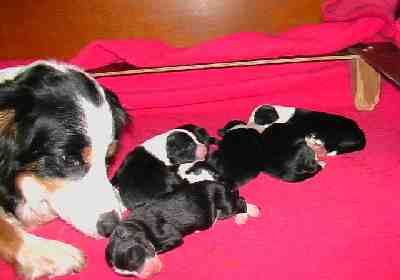 Mea ja Pennut 3 vrk kuva M-L L�nnholtz